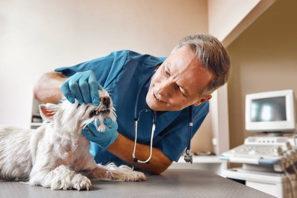 Best Emergency Dentist for Knocked-Out Tooth in Bonneau Beach, SC